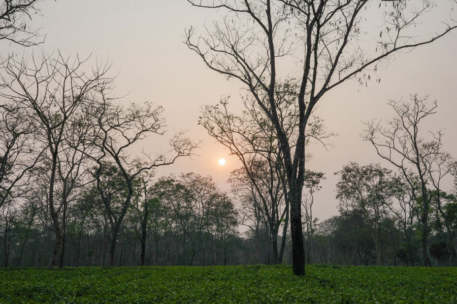 Assam tea plantation