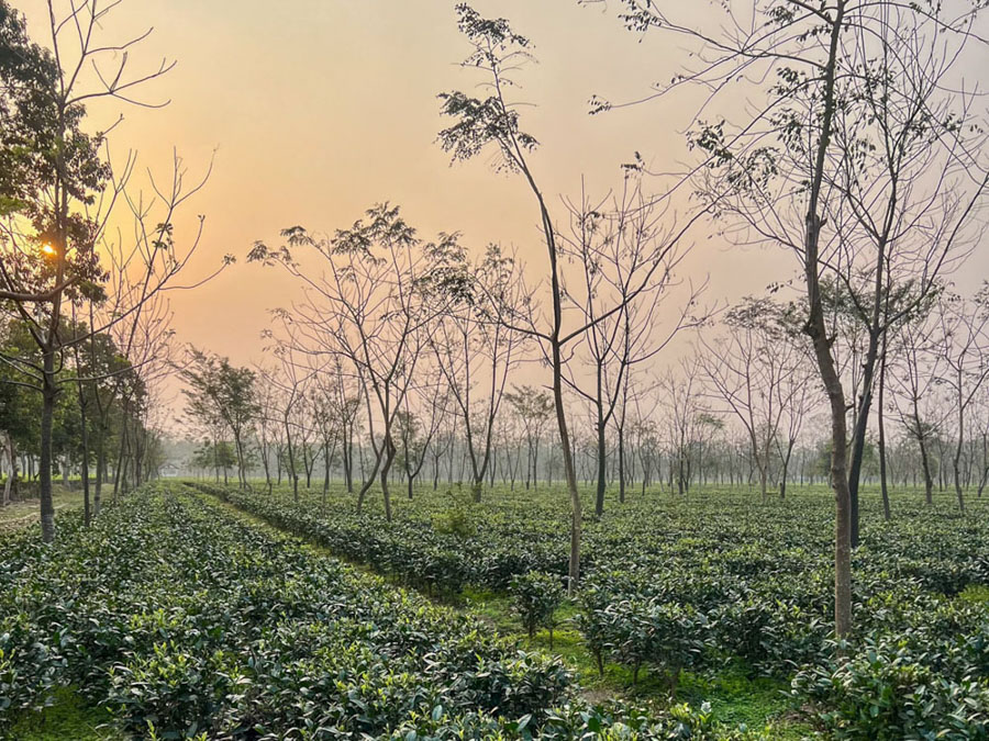 Arrival in Assam: City to Tea Garden