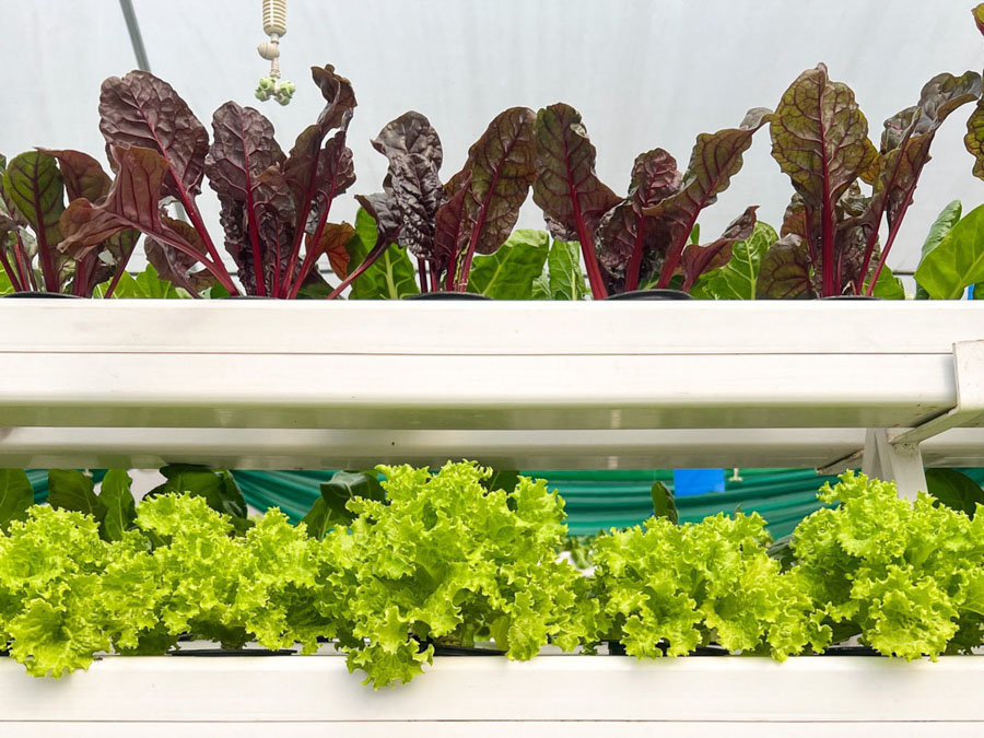 Hydroponics garden