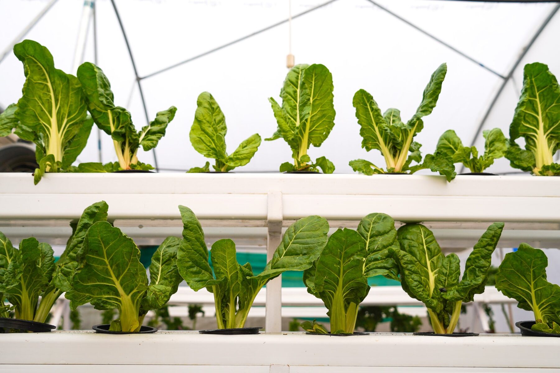 Hydroponic greens grown at Jhamtse Gatsal