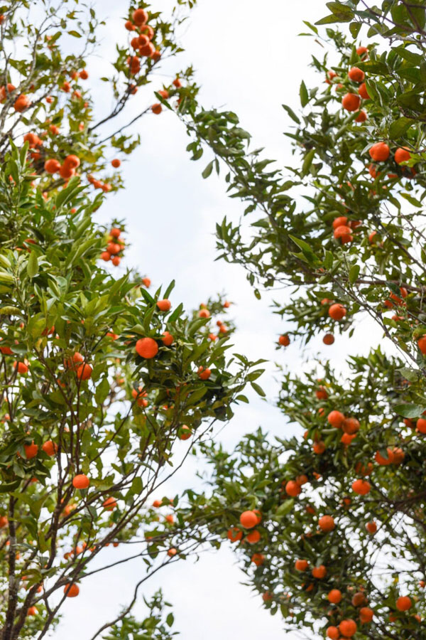Mandarin orange trees