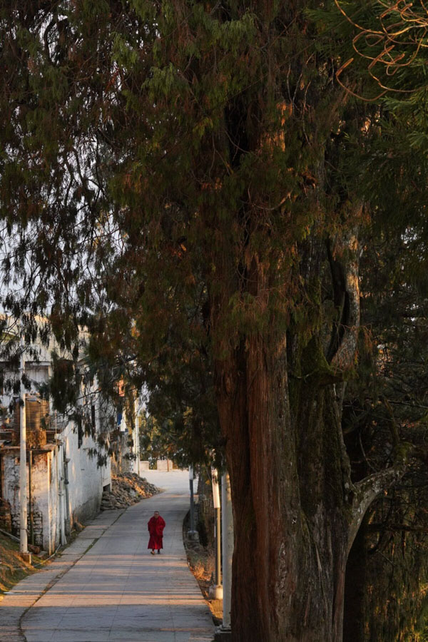 Monk walking at dawn