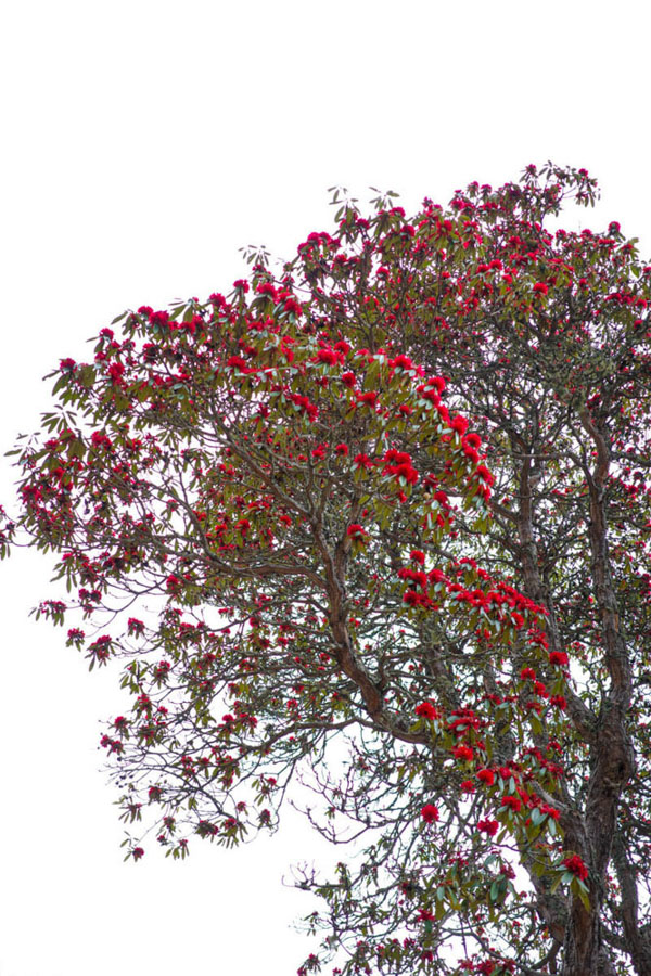 Rhododendron forest