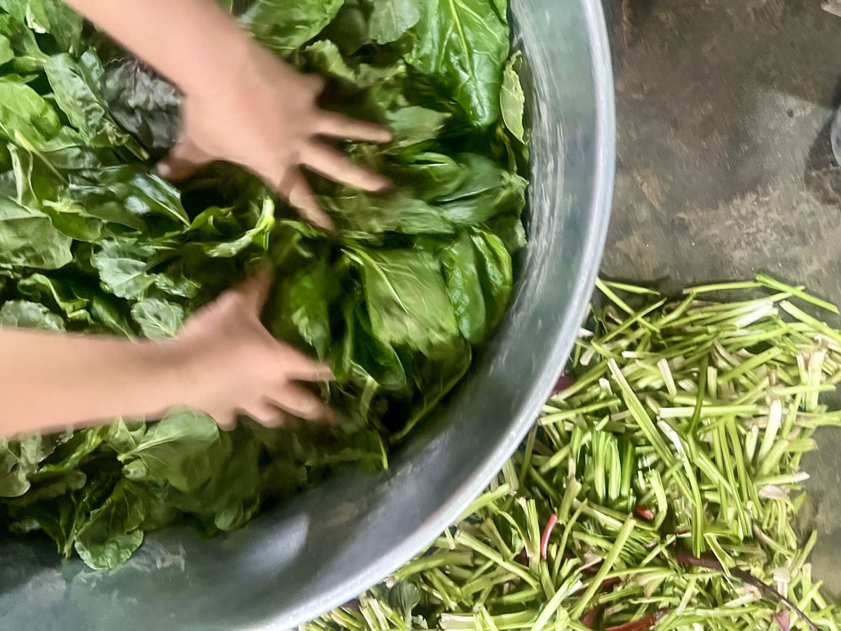 Washing freshly picked greens