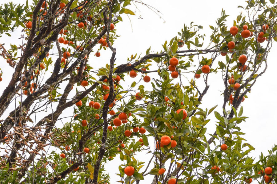 West Kameng oranges